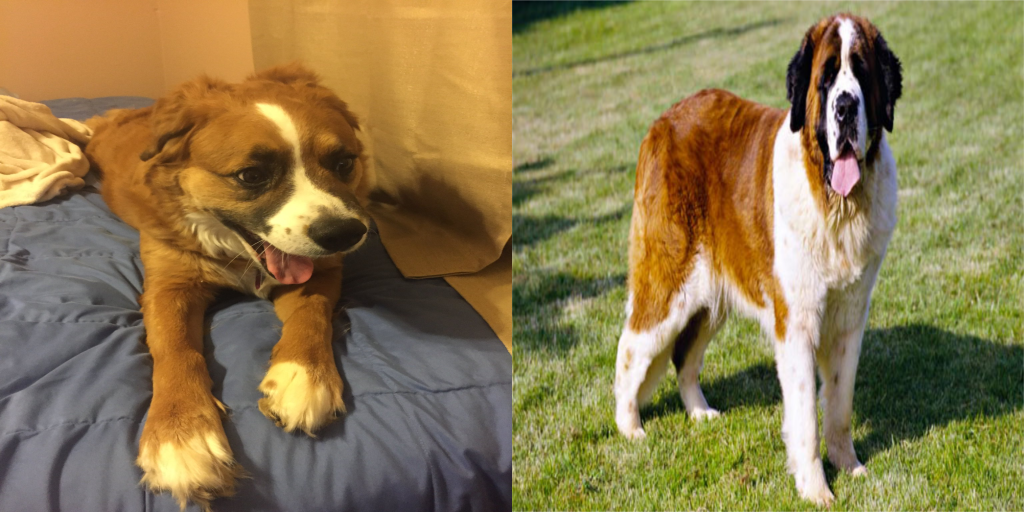 Training a Neural Network to ID Dog Breeds – A Kaggle&nbsp;Competition