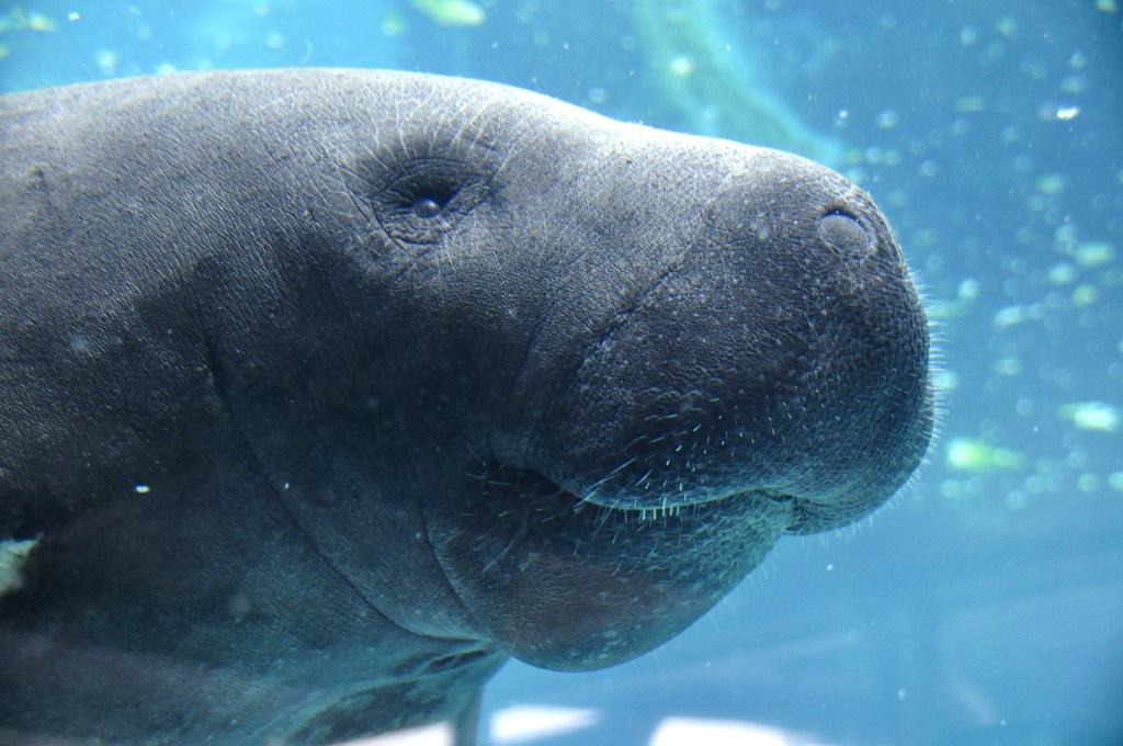 Environmental DNA Detection: New Method for Monitoring Manatees