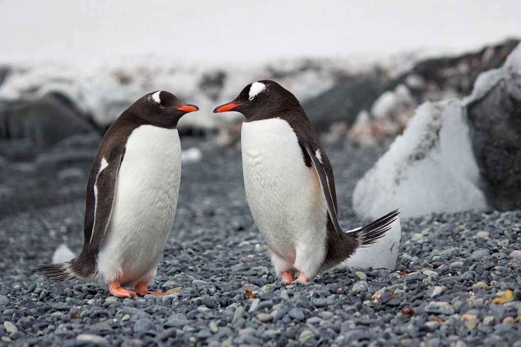 Researchers Use GoogLeNet & Drones to Help in Identifying 1.5 Million Penguins on Danger&nbsp;Island.